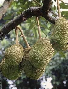 国产榴莲名称大全视频,揭秘榴莲界的“中国风”