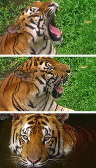 给老虎梳毛视频播放国产,跟随视频见证国产梳毛工具的精湛工艺