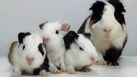 国产荷兰猪的叫声视频