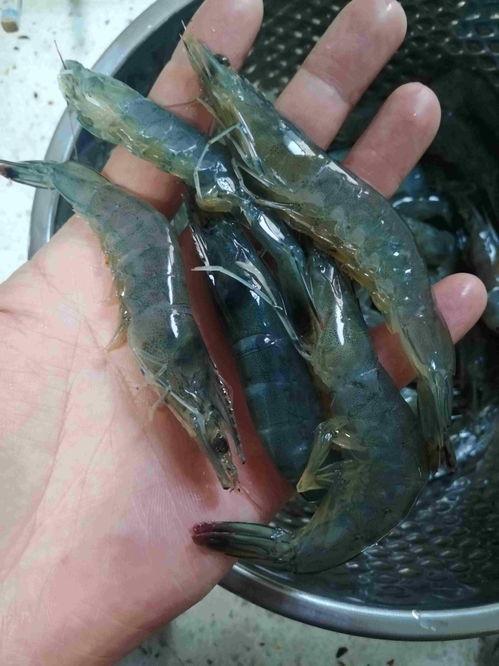 国产活冻白虾能吃吗视频